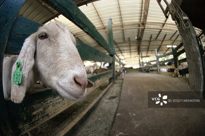 山羊养殖图片素材