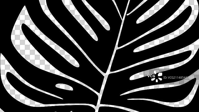 黑白龟背竹图片素材