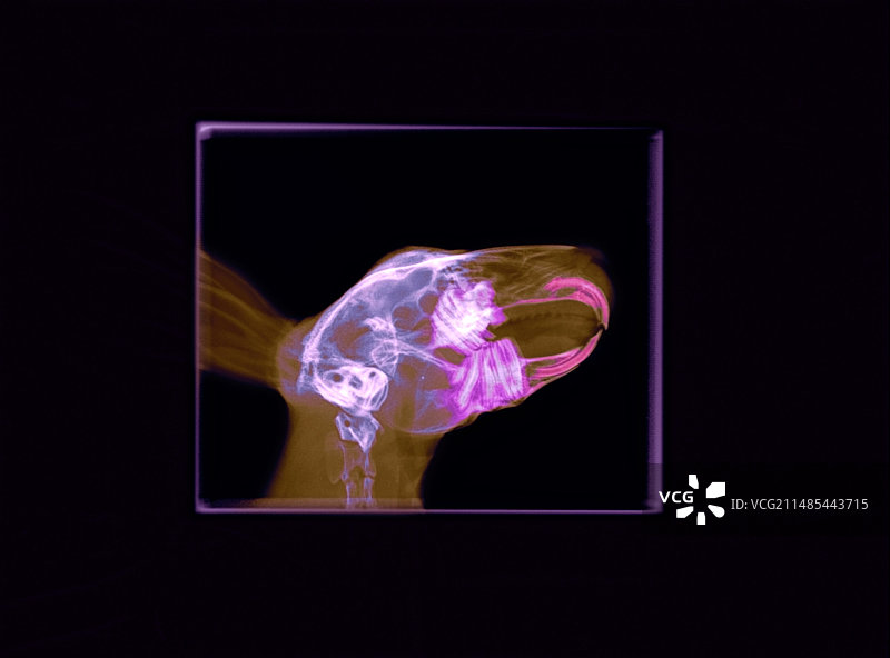 兔子X光片图片素材