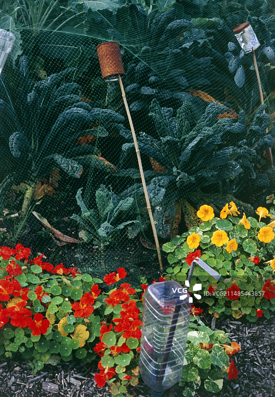 伴生种植图片素材