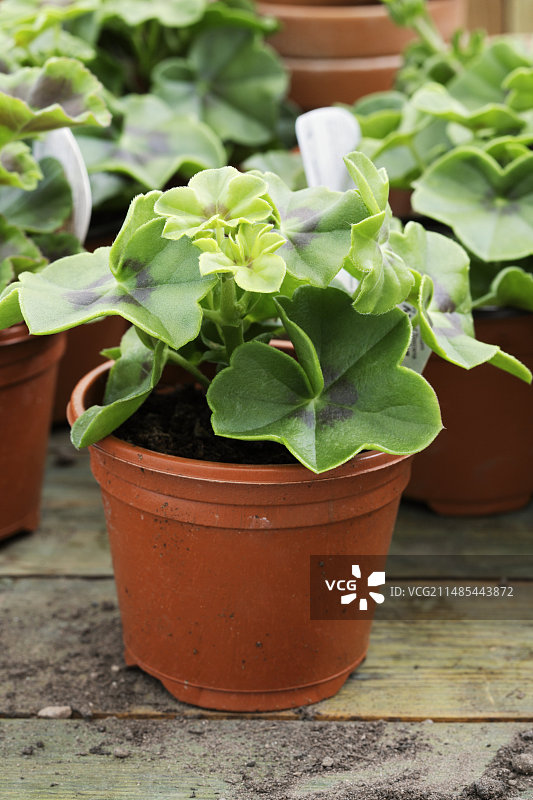 小型天竺葵植物图片素材