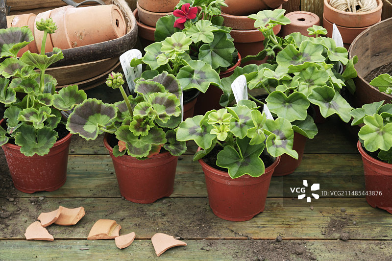 小型天竺葵植物图片素材