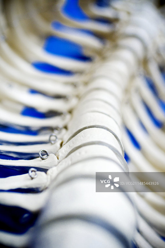 人体脊柱模型图片素材