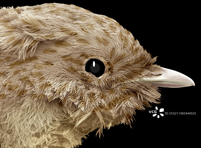 知更鸟幼鸟，扫描电子显微镜图片素材