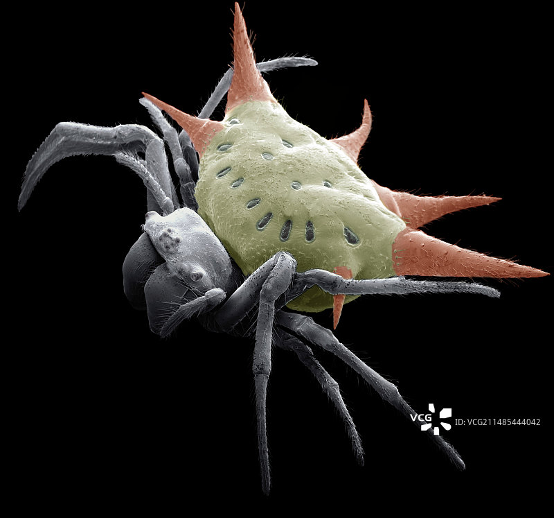 多刺蜘蛛扫描电镜图图片素材