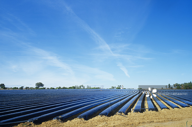 草莓农场图片素材