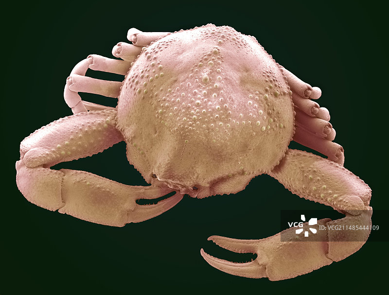小型亚洲蟹，扫描电镜图片素材