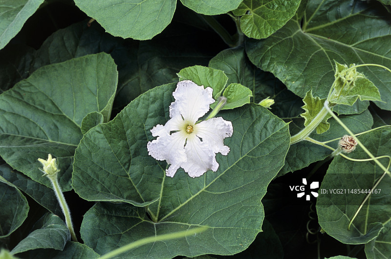 葫芦花图片素材