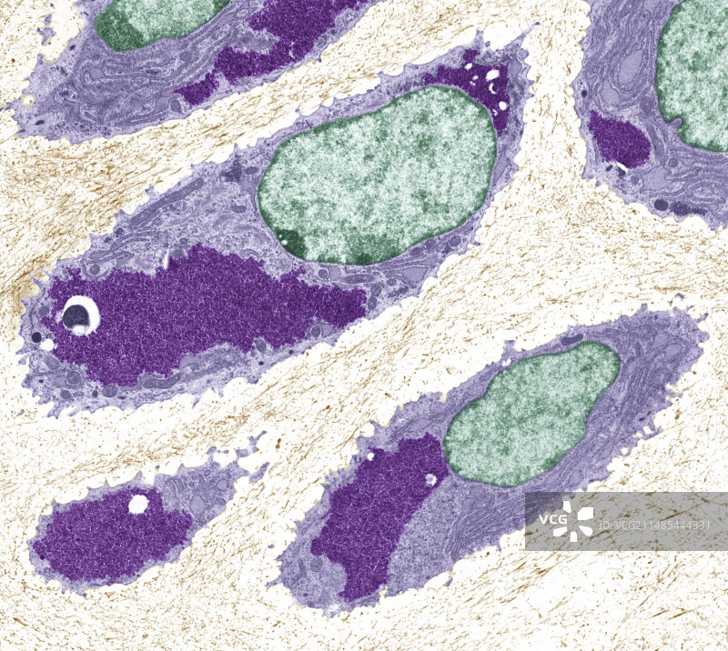 软骨细胞（透射电镜图）图片素材