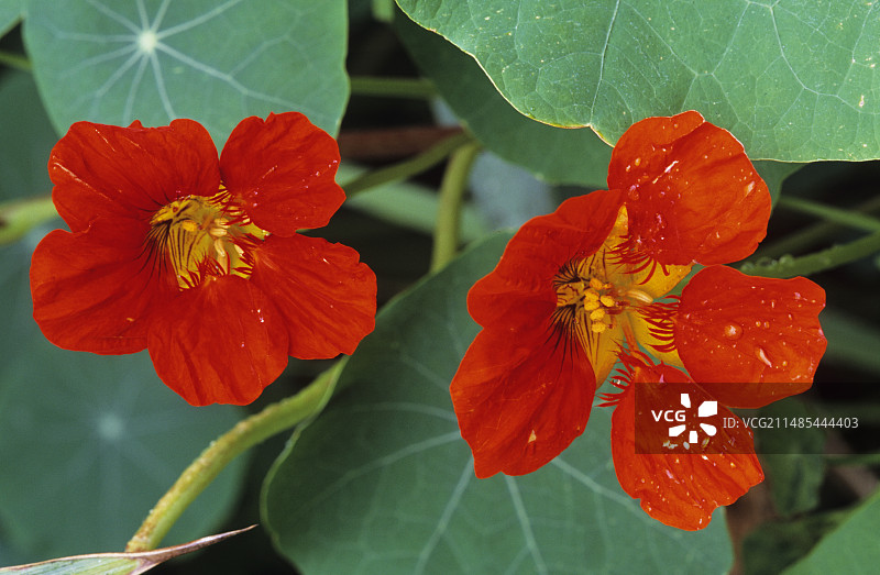 旱金莲花图片素材