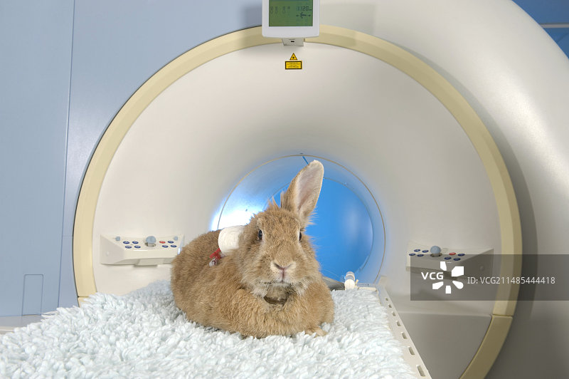 核磁共振扫描仪上的兔子图片素材