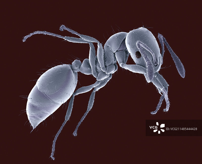 蚂蚁，搜索引擎营销图片素材