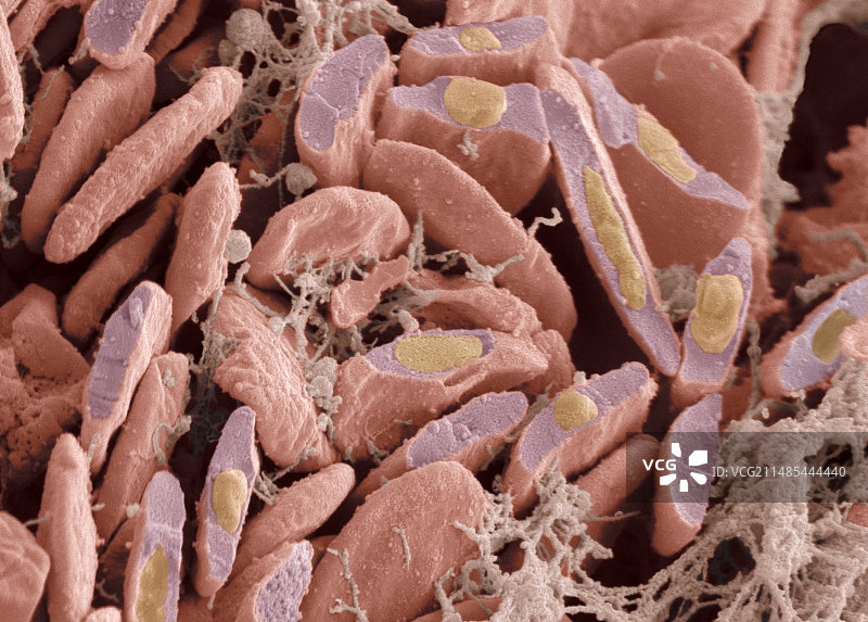 鸟类红细胞扫描电镜图图片素材