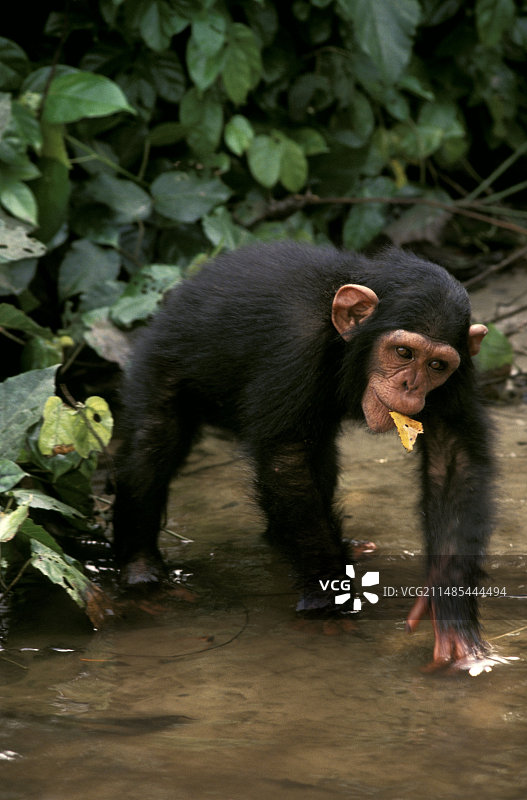 刚果的黑猩猩重引入项目图片素材
