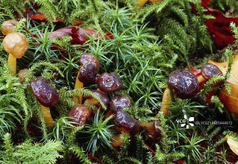 果冻小蘑菇图片素材