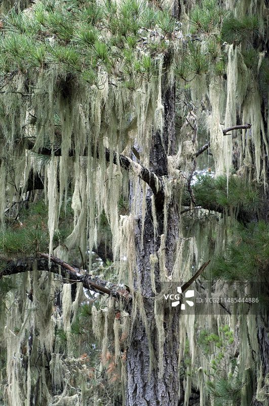 松树上的胡须地衣图片素材
