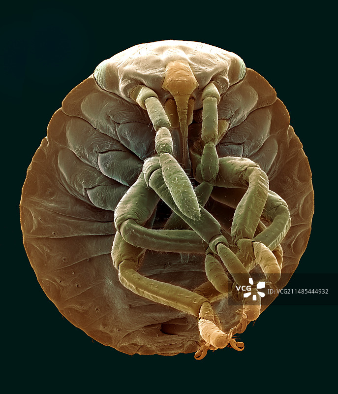 甲虫扫描电镜照片图片素材