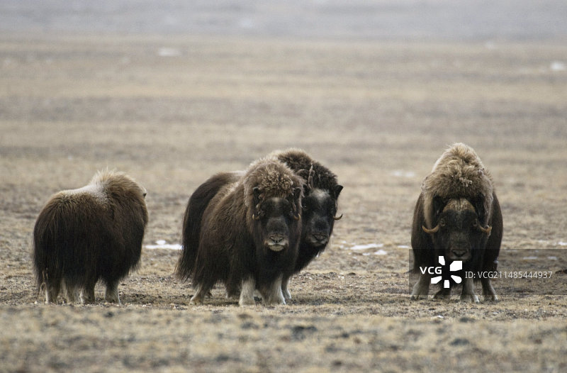 加拿大努纳武特地区的麝牛群图片素材