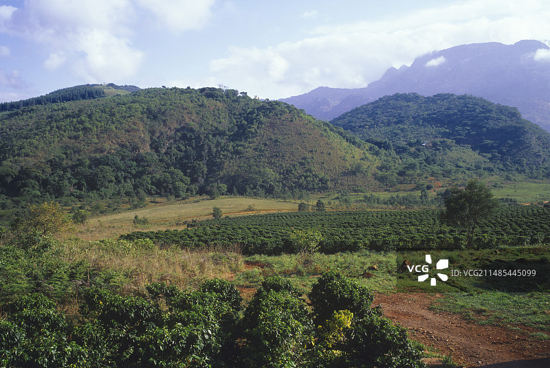 咖啡种植园图片素材