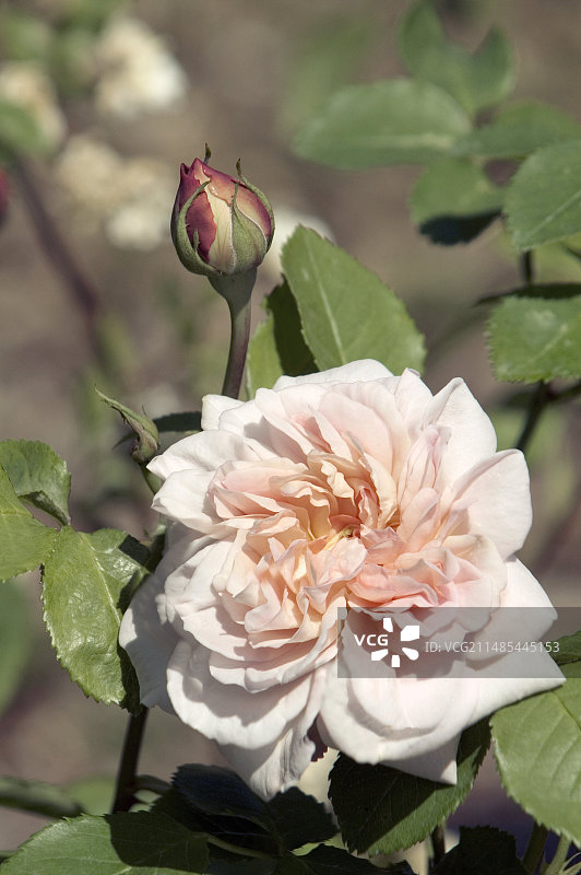 威廉·艾伦·理查森玫瑰图片素材