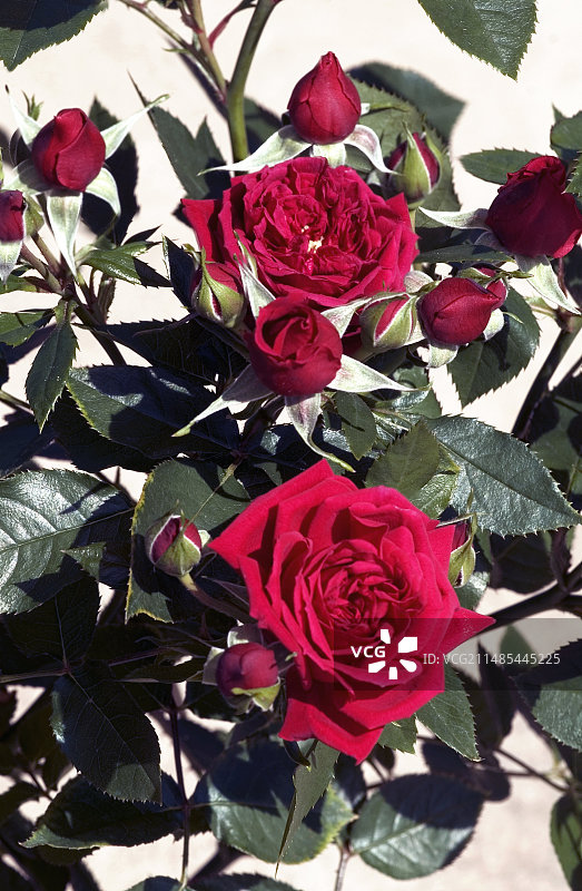 “宝贝巴卡拉”迷你玫瑰图片素材