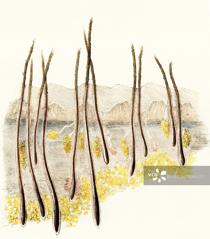 头皮放大截面图片素材