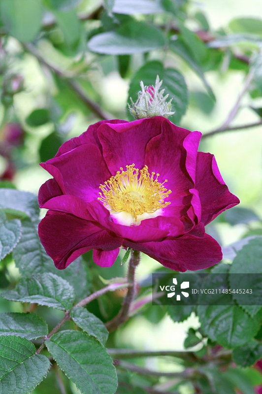 法国蔷薇 ‘美好苏丹’图片素材