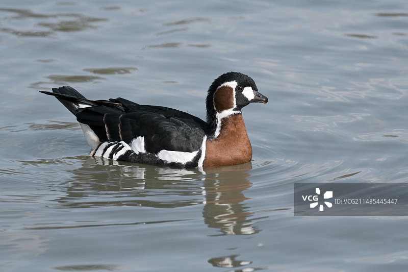 红胸黑雁图片素材
