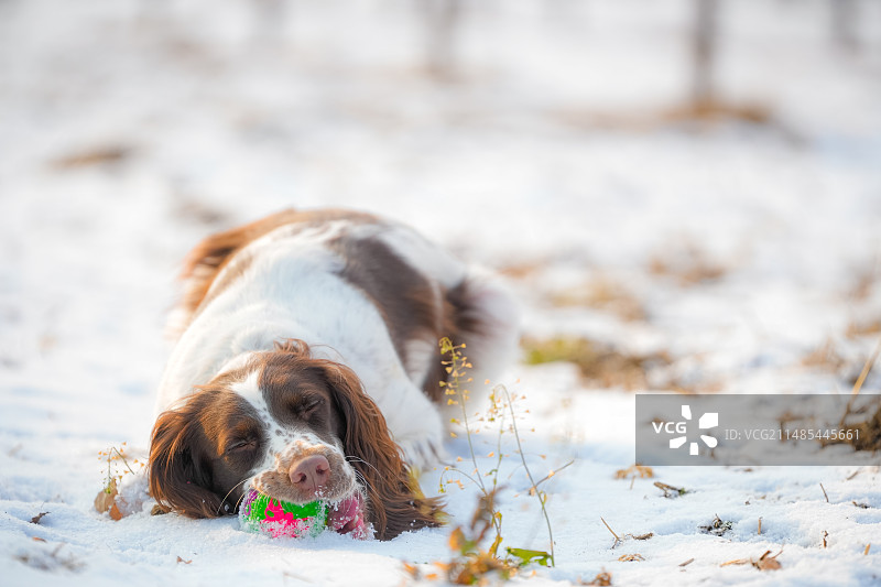 雪中的史宾格犬图片素材