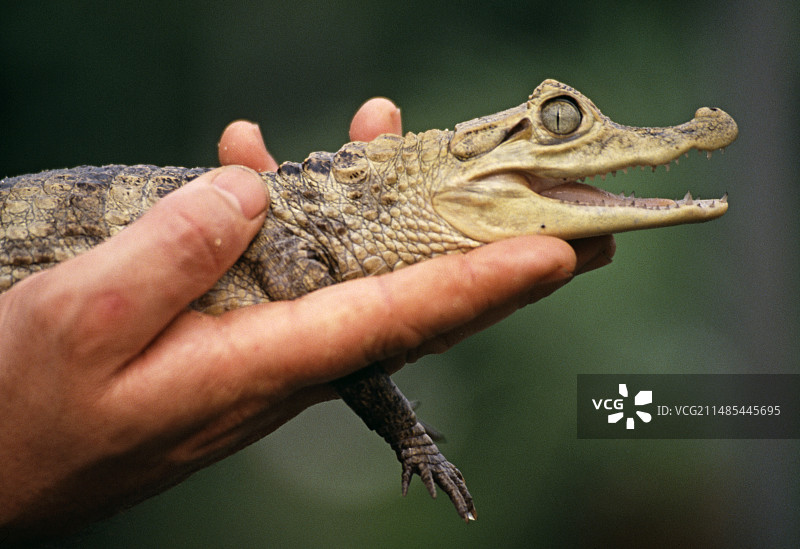 年轻的尼罗鳄图片素材