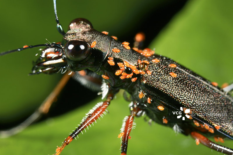 感染螨虫的虎甲虫图片素材