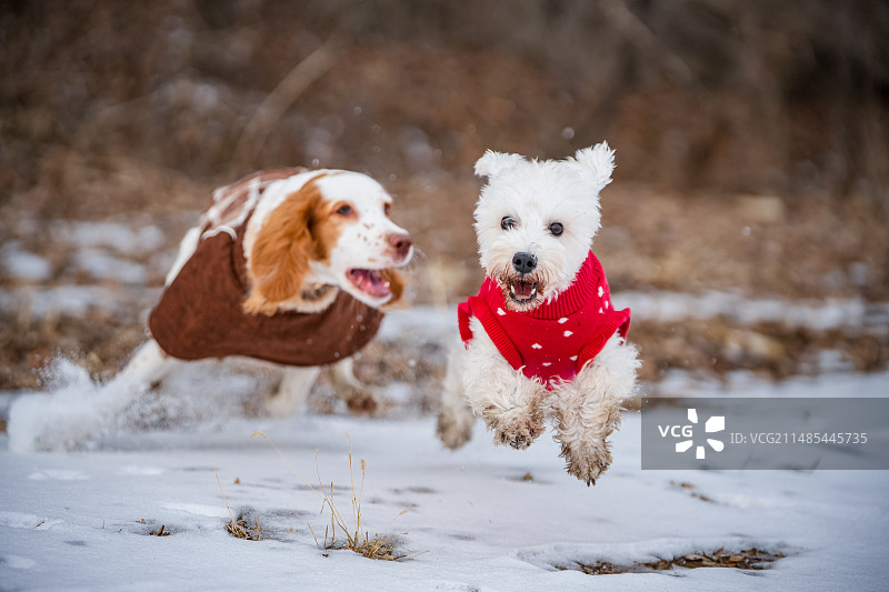 雪中嬉戏打闹的小狗图片素材