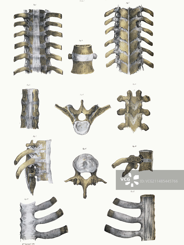 脊椎骨与韧带图片素材