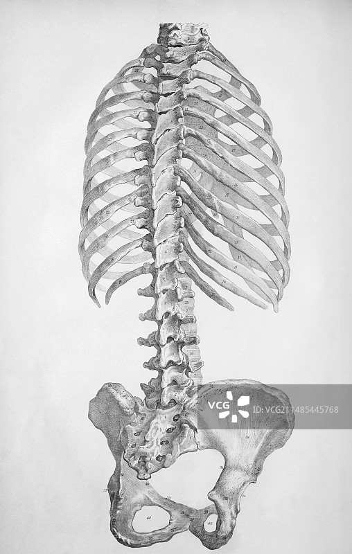 躯干骨骼图片素材