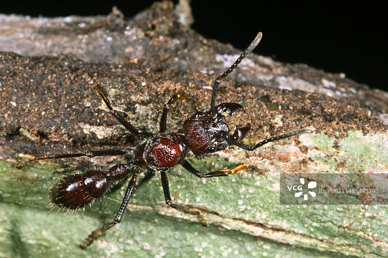 切叶蚁图片素材