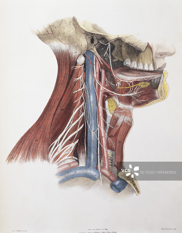 第十二脑神经图片素材