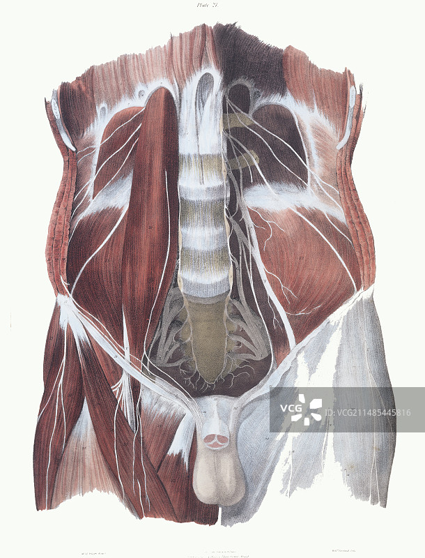 腹部脊神经图片素材