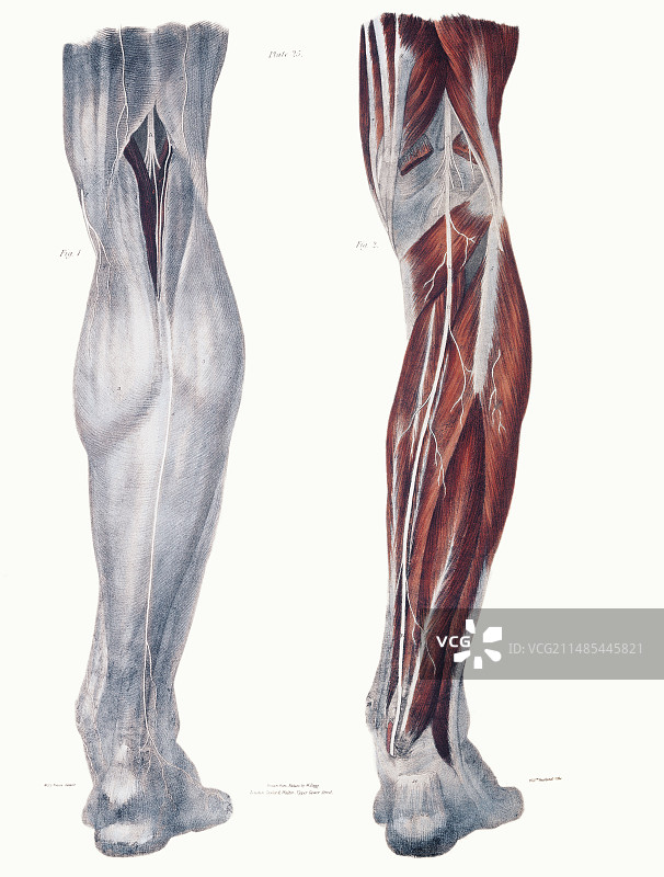 腿部神经图片素材
