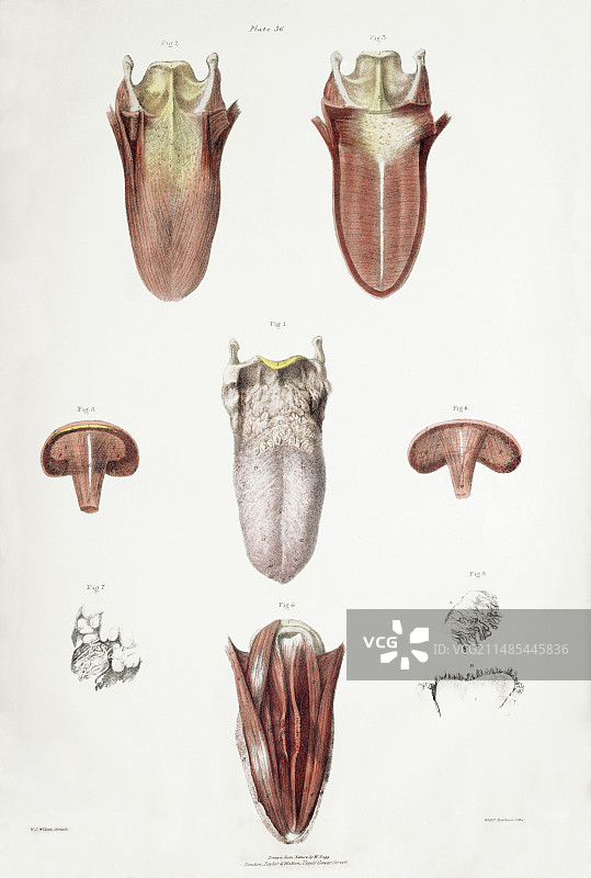 舌头解剖结构图片素材