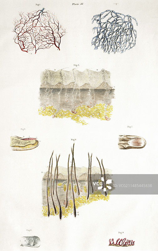 皮肤解剖结构图片素材