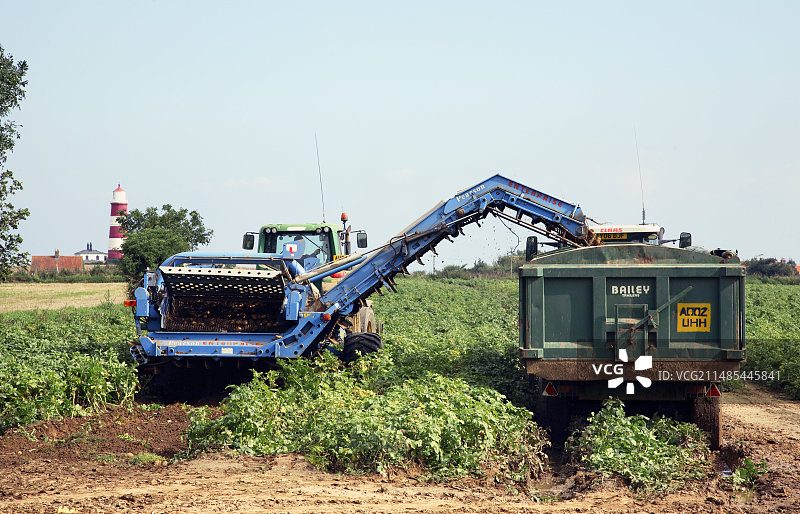 马铃薯收获季图片素材