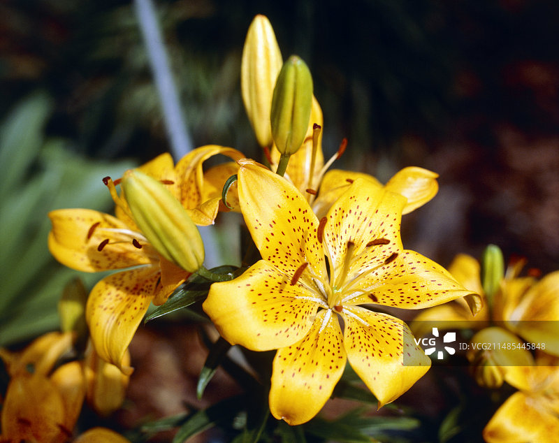 莉莉花图片素材