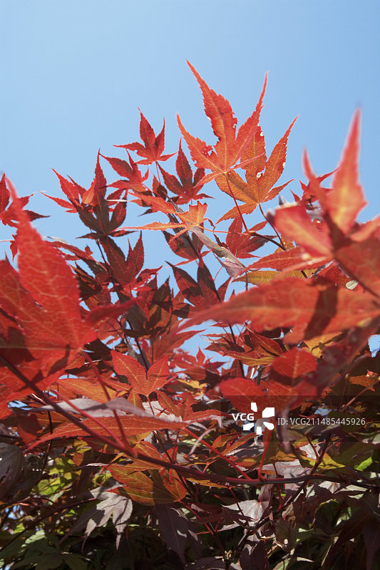 红枫叶图片素材