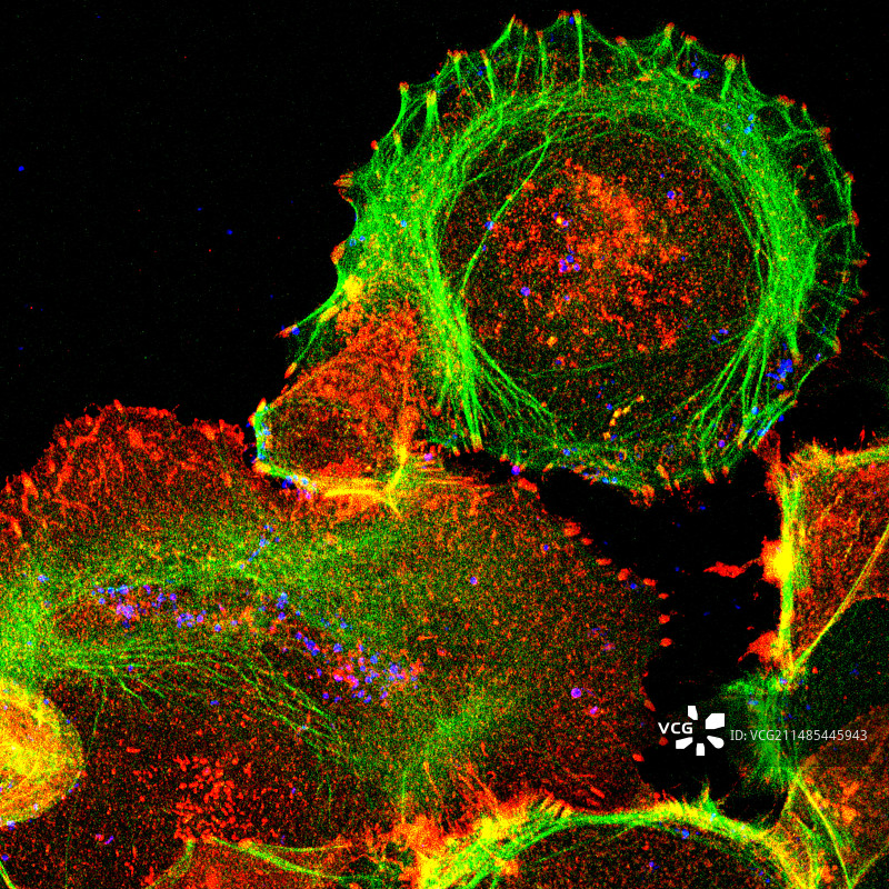 培养细胞显微照片图片素材