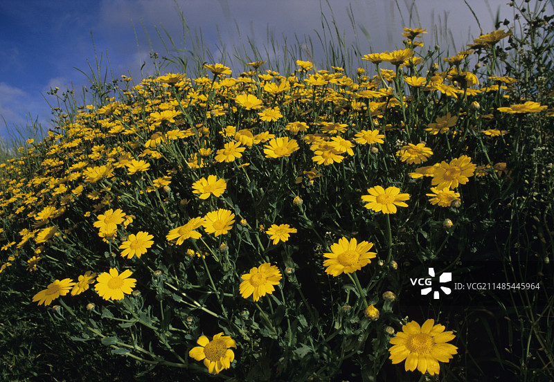 玉米万寿菊图片素材