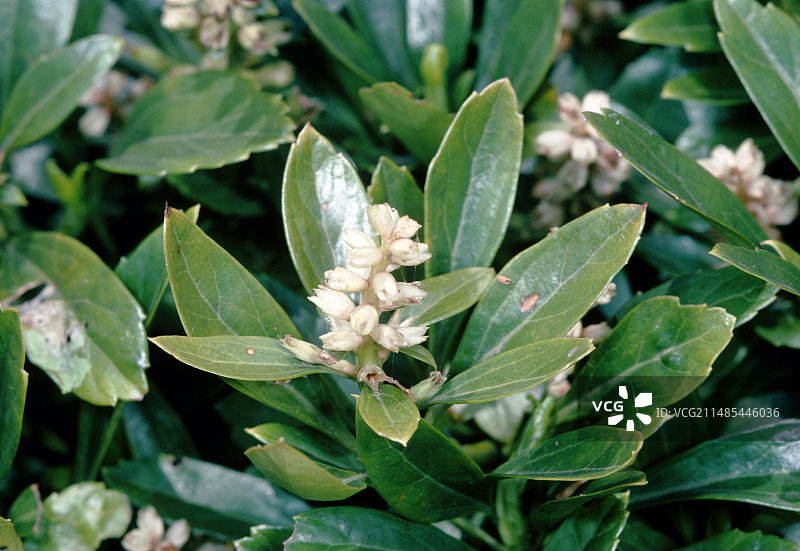 常绿草花图片素材