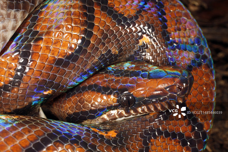 彩虹蚺图片素材