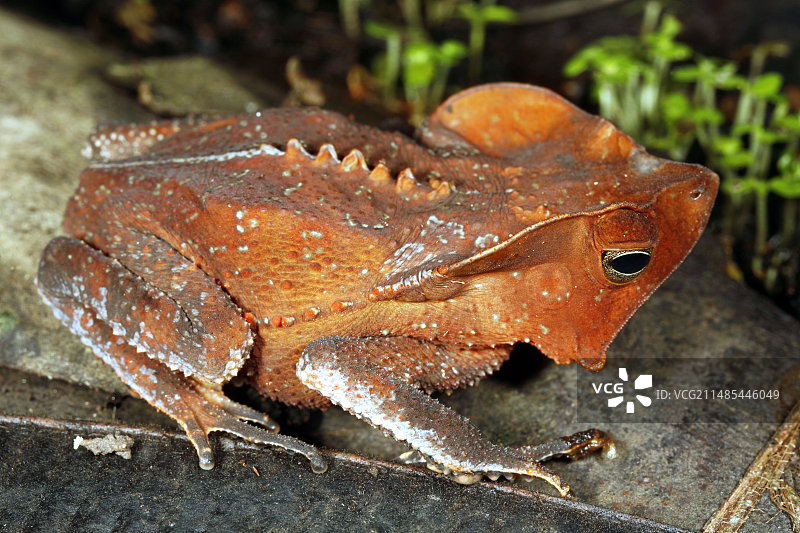 南美洲常见蟾蜍图片素材