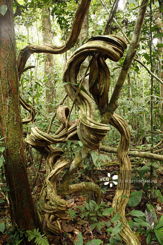 热带雨林林下植被图片素材