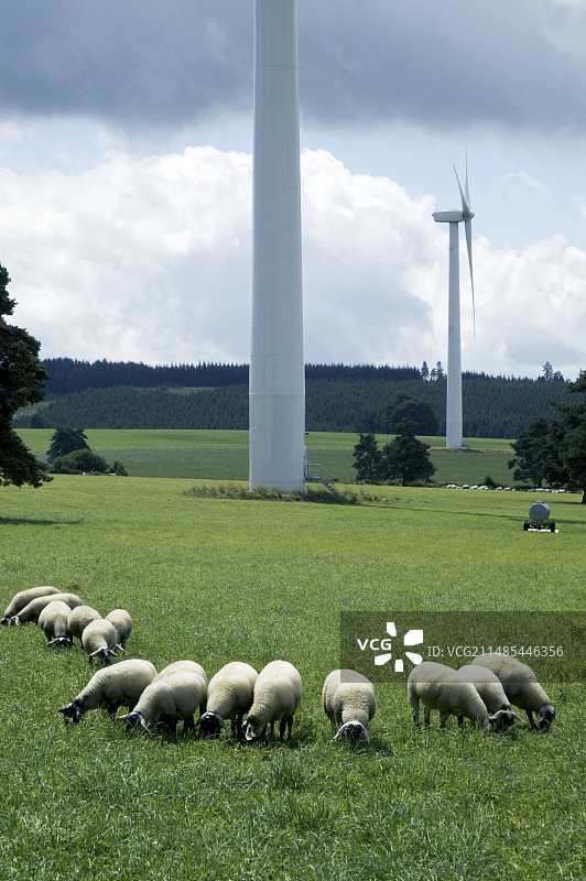 风力涡轮机旁的绵羊图片素材